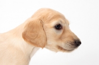 Picture of Saluki puppy, portrait side view