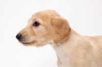 Picture of Saluki puppy profile