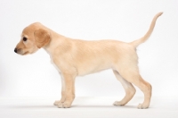 Picture of Saluki puppy side view