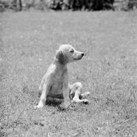 Picture of saluki puppy sitting down