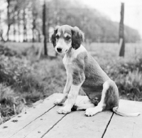 Picture of saluki puppy sitting on a table