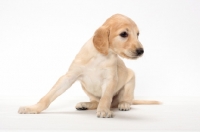 Picture of Saluki puppy sitting on white background