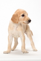 Picture of Saluki puppy standing on white background