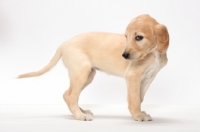 Picture of Saluki puppy