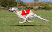 Picture of Saluki racing