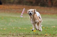 Picture of Saluki racing