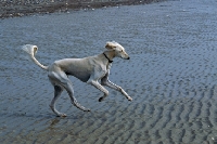 Picture of saluki running along a beach