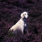 Picture of Saluki sitting in field of heather