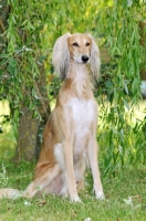 Picture of Saluki sitting in front of greenery