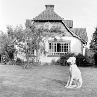 Picture of saluki sitting on lawn with house behind