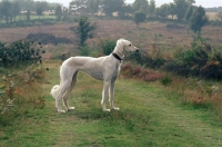 Picture of saluki standing in countryside, geldara