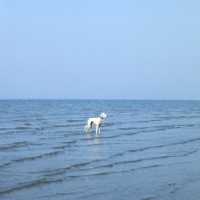 Picture of saluki standing in sea