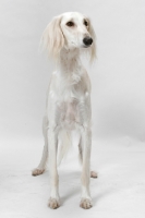 Picture of Saluki standing in studio