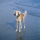 Picture of saluki standing on beach