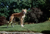 Picture of saluki standing on lawn with lead
