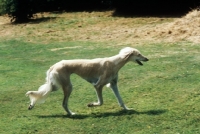 Picture of saluki trotting across lawn 