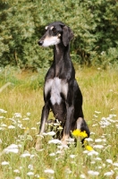 Picture of Saluki