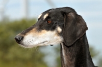 Picture of Saluki