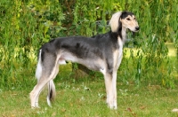 Picture of Saluki