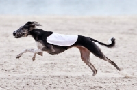 Picture of Saluki