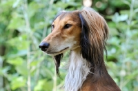 Picture of Saluki