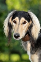 Picture of Saluki