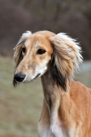 Picture of Saluki