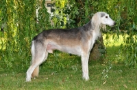 Picture of Saluki