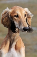 Picture of Saluki