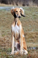 Picture of Saluki