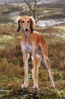 Picture of Saluki