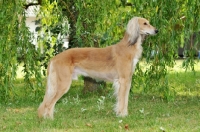 Picture of Saluki