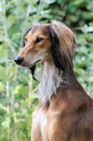 Picture of Saluki