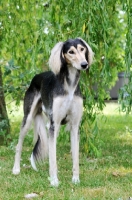 Picture of Saluki