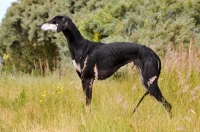 Picture of Saluki