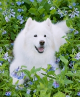 Picture of Samoyed amongst greenery