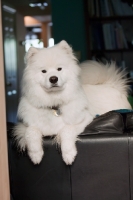 Picture of Samoyed at home