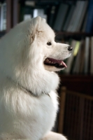 Picture of Samoyed at home