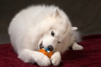 Picture of Samoyed chewing toy
