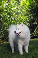 Picture of Samoyed dog amongst greenery