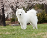 Picture of Samoyed dog in spring