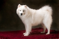 Picture of Samoyed dog in studio