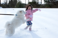 Picture of Samoyed dog jumping up at girl