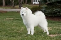 Picture of Samoyed dog on grass