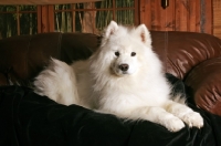 Picture of Samoyed dog on sofa