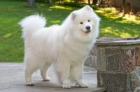 Picture of Samoyed dog on terrace in garden