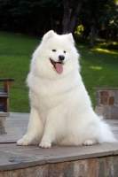 Picture of Samoyed dog on terrace