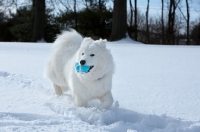 Picture of Samoyed dog playing in snow