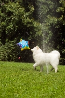 Picture of Samoyed dog playing with balloon