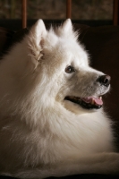 Picture of Samoyed dog, portrait